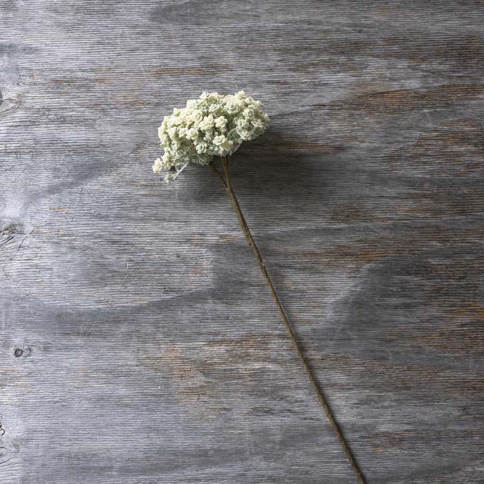 YARROW STEM CREAM