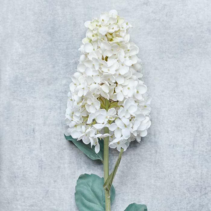 HYDRANGEA PANICULATA CREAM