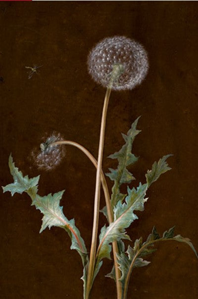 Dandelion Artwork