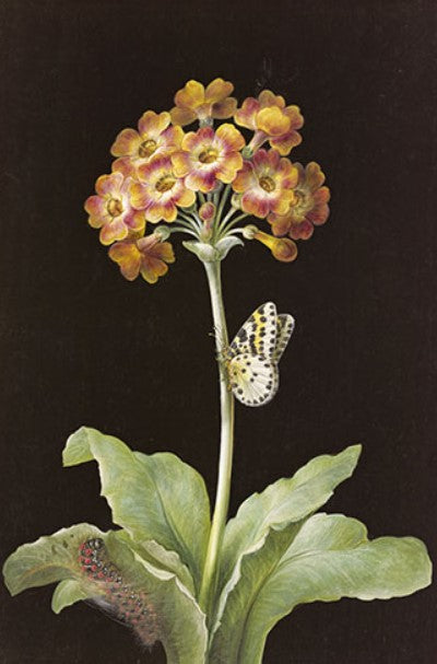 Flower with Butterfly Artwork