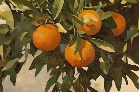 Oranges in Tree