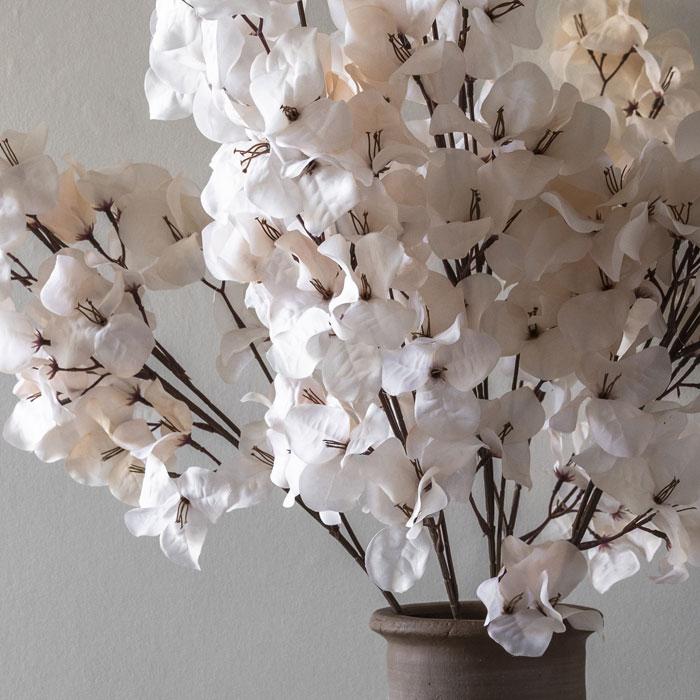 BOUGAINVILLEA BLUSH STEM