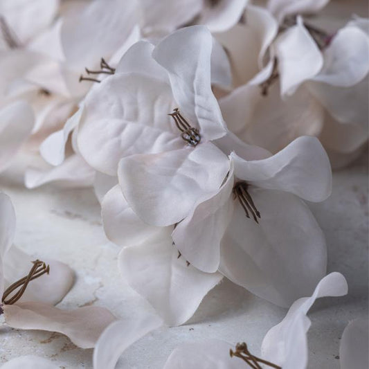 BOUGAINVILLEA BLUSH STEM