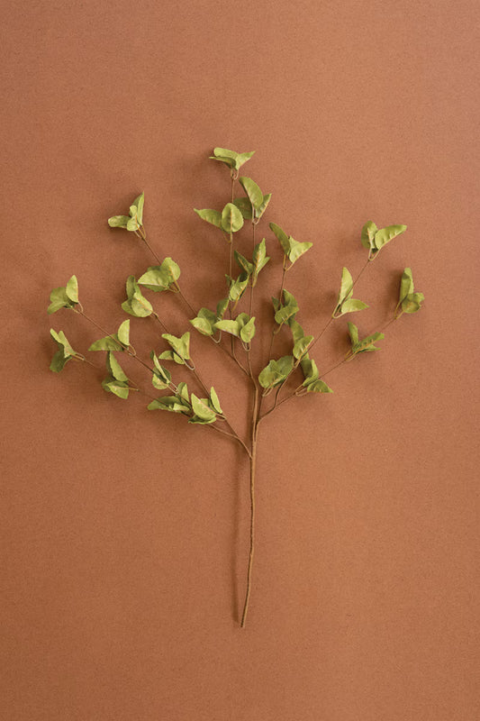 Botanica #9035