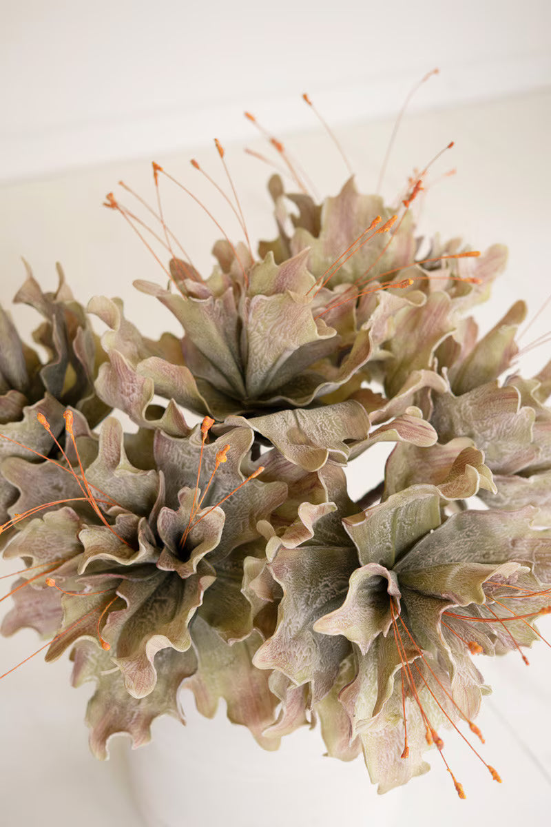 Botanica 2848