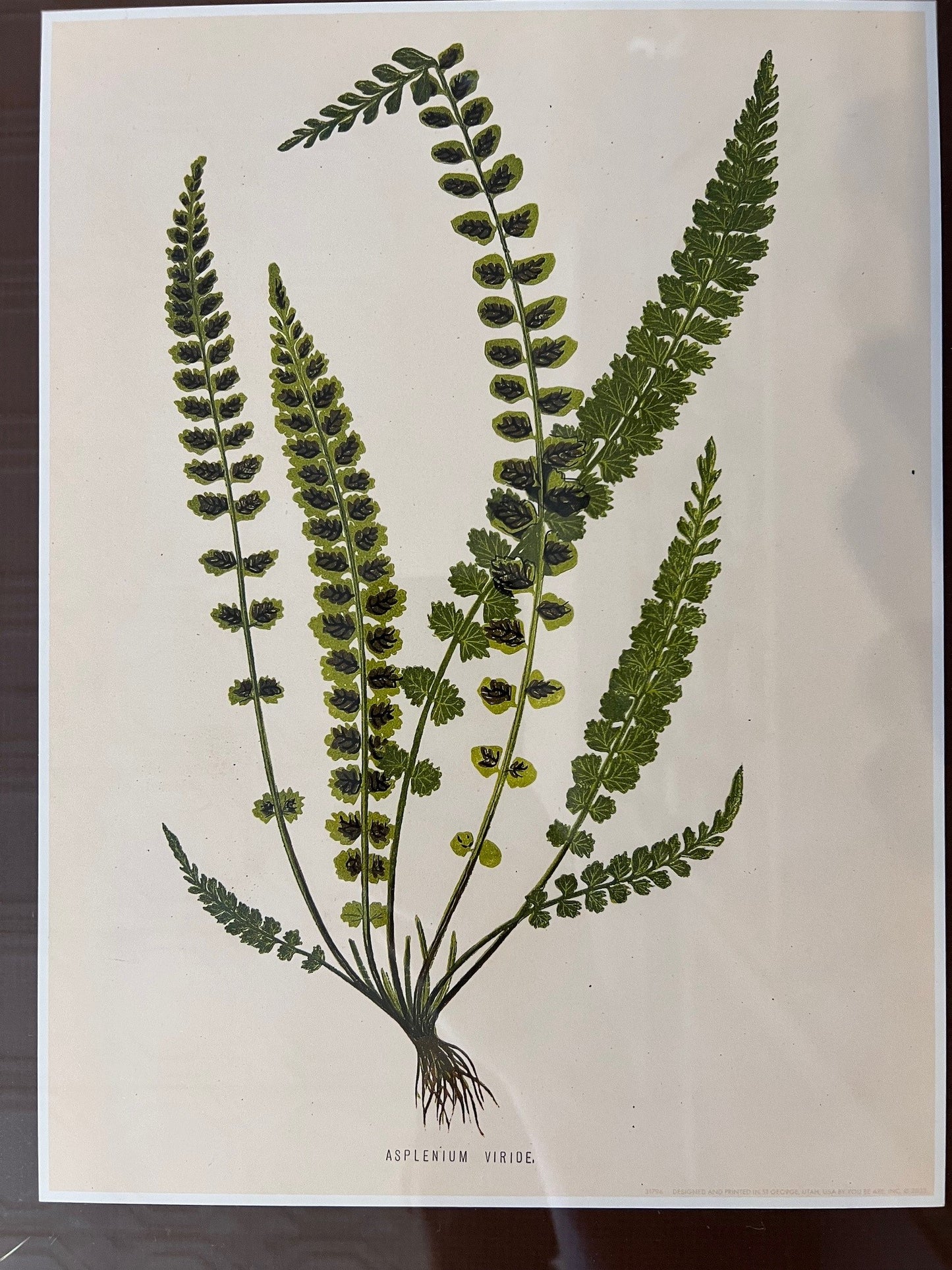 Fern Artwork