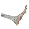 Amazonian Root