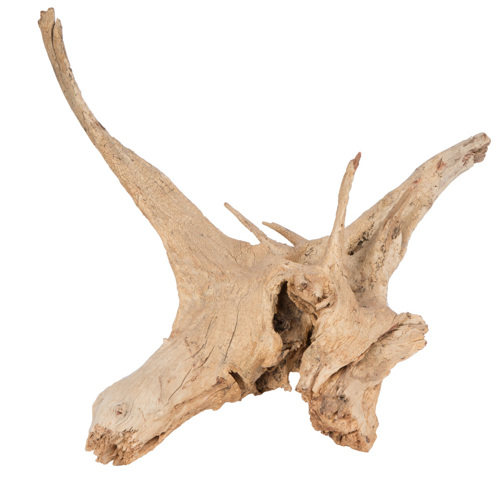 Amazonian Root