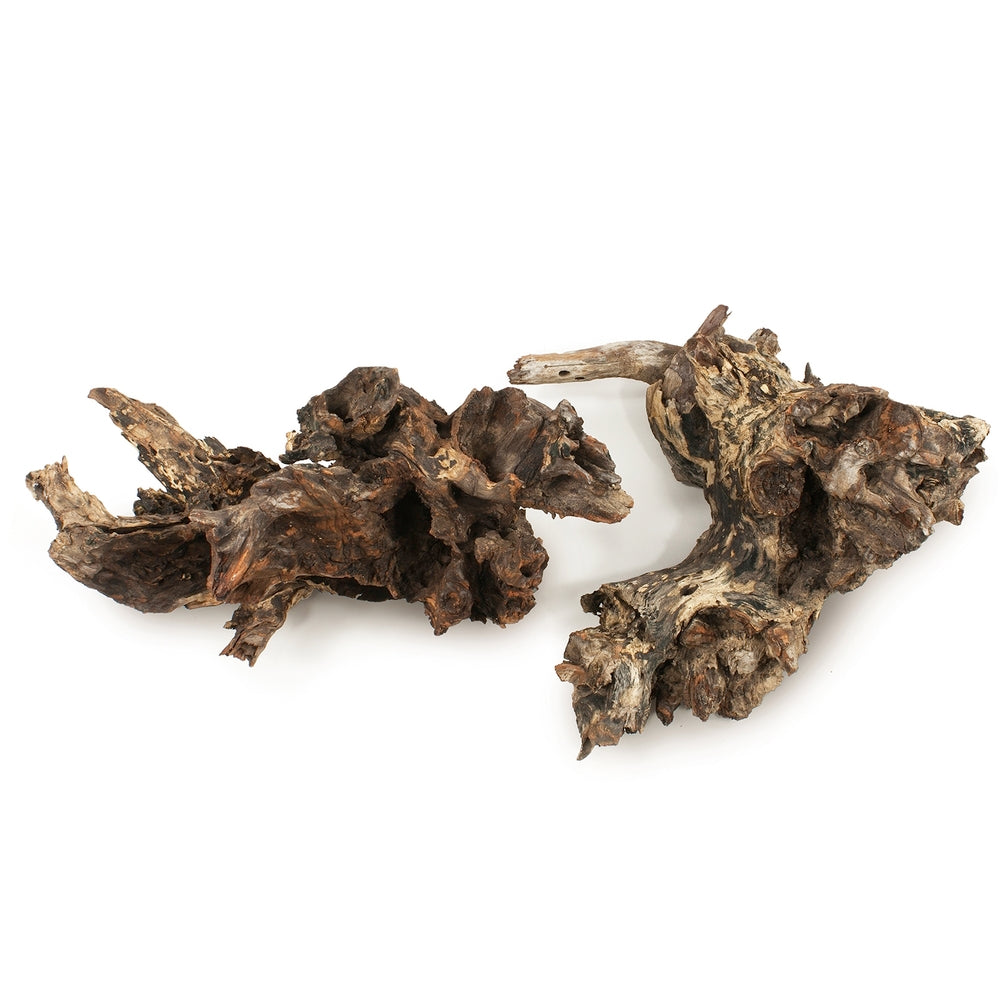 Amazonian Root