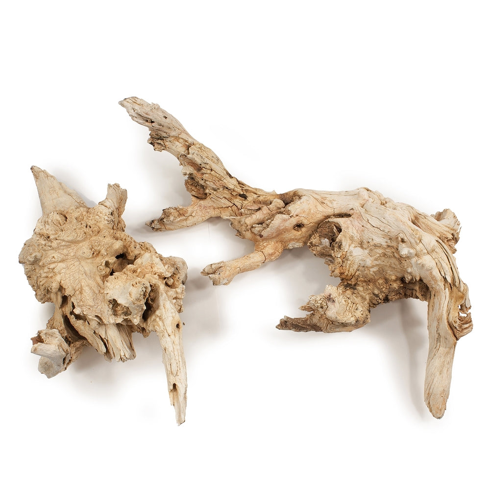 Amazonian Root
