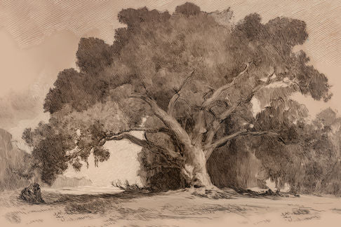 Strong Old Tree Print