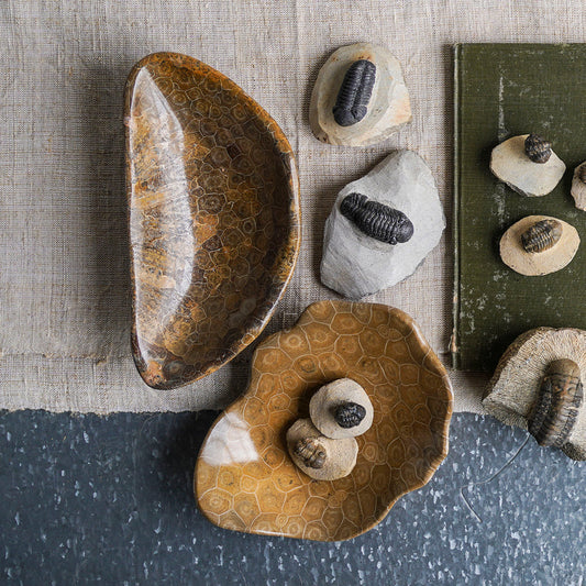 Coral Fossil Bowl