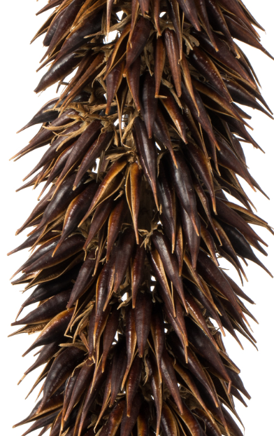 Natural Brown Cierus Stem