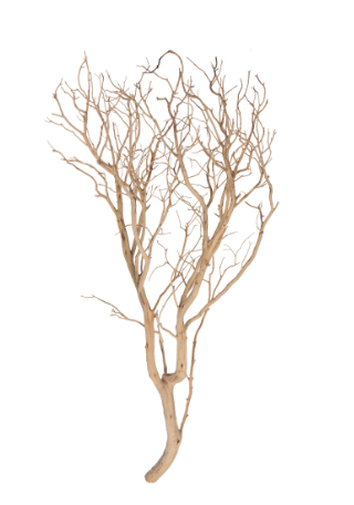 Manzanita Tree Sand Blasted 36", Dried
