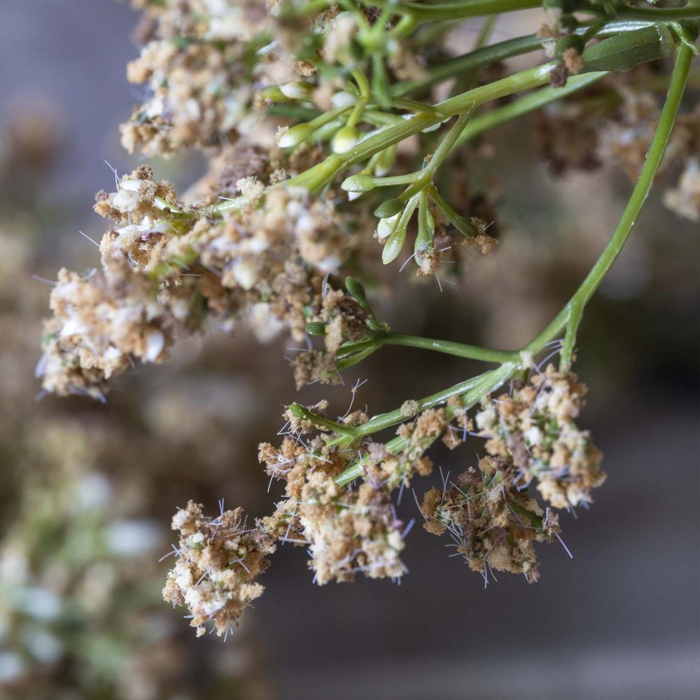 ARTIFICIAL BUTTERFLY BUSH, NATURAL