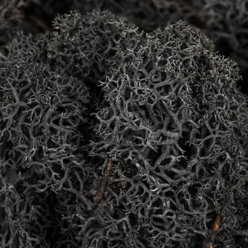 Natural Preserved Reindeer Moss