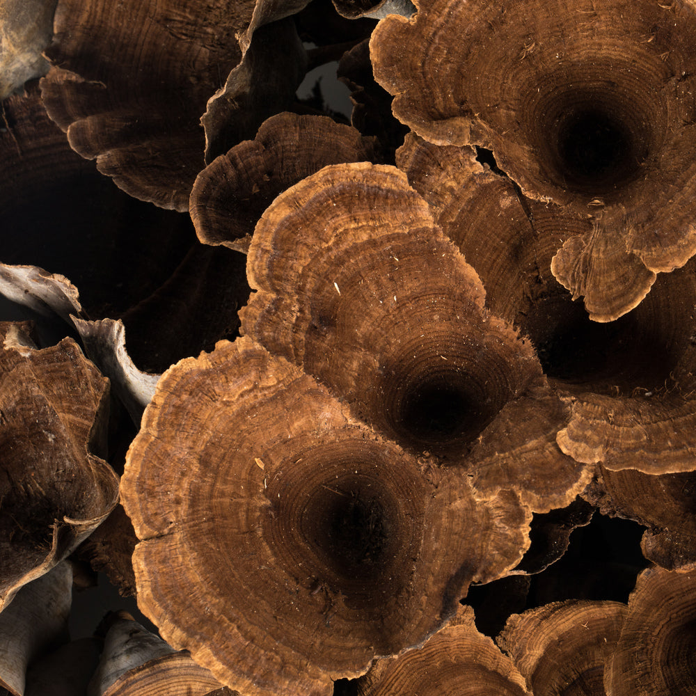 Natural Calice Multipiece Specimens