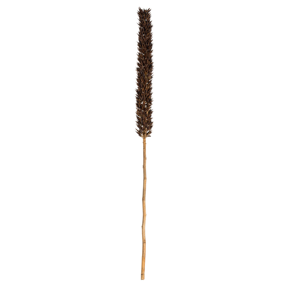 Natural Brown Cierus Stem