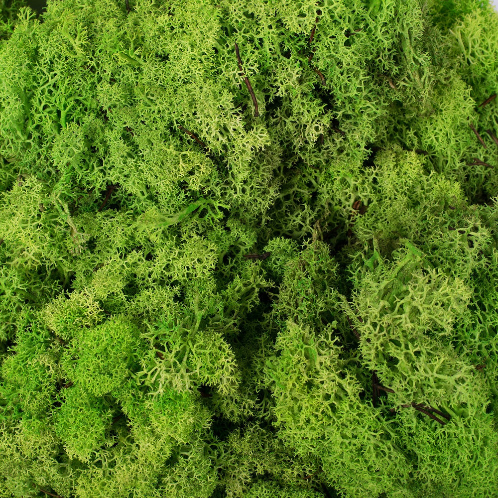 Natural Preserved Reindeer Moss
