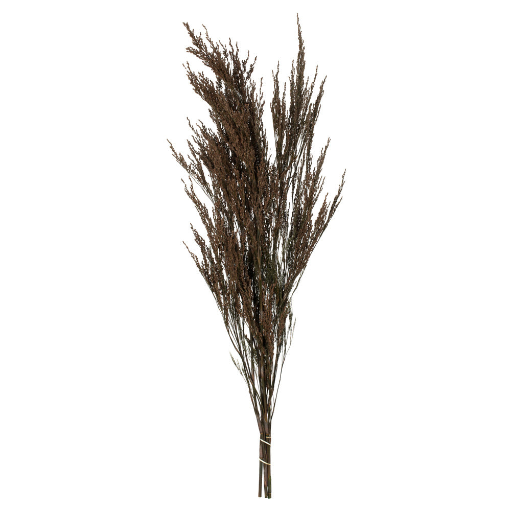 Green Reed Grass