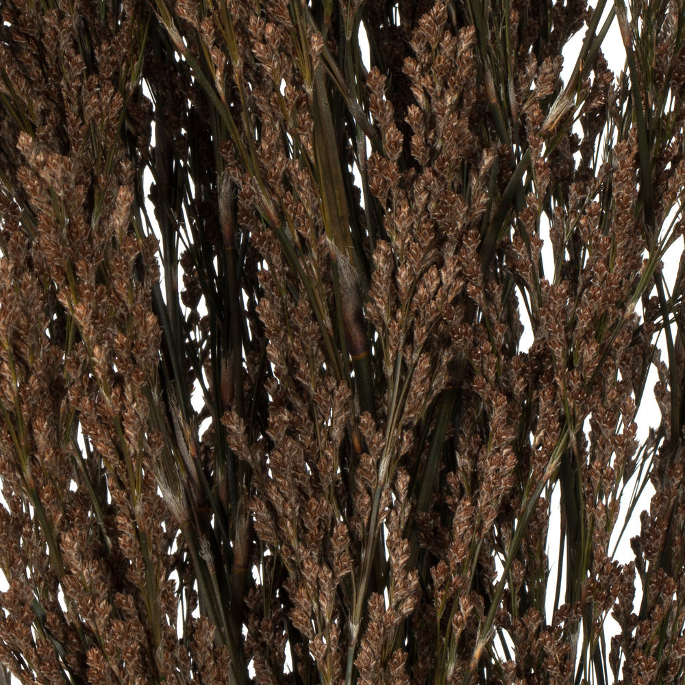 Green Reed Grass