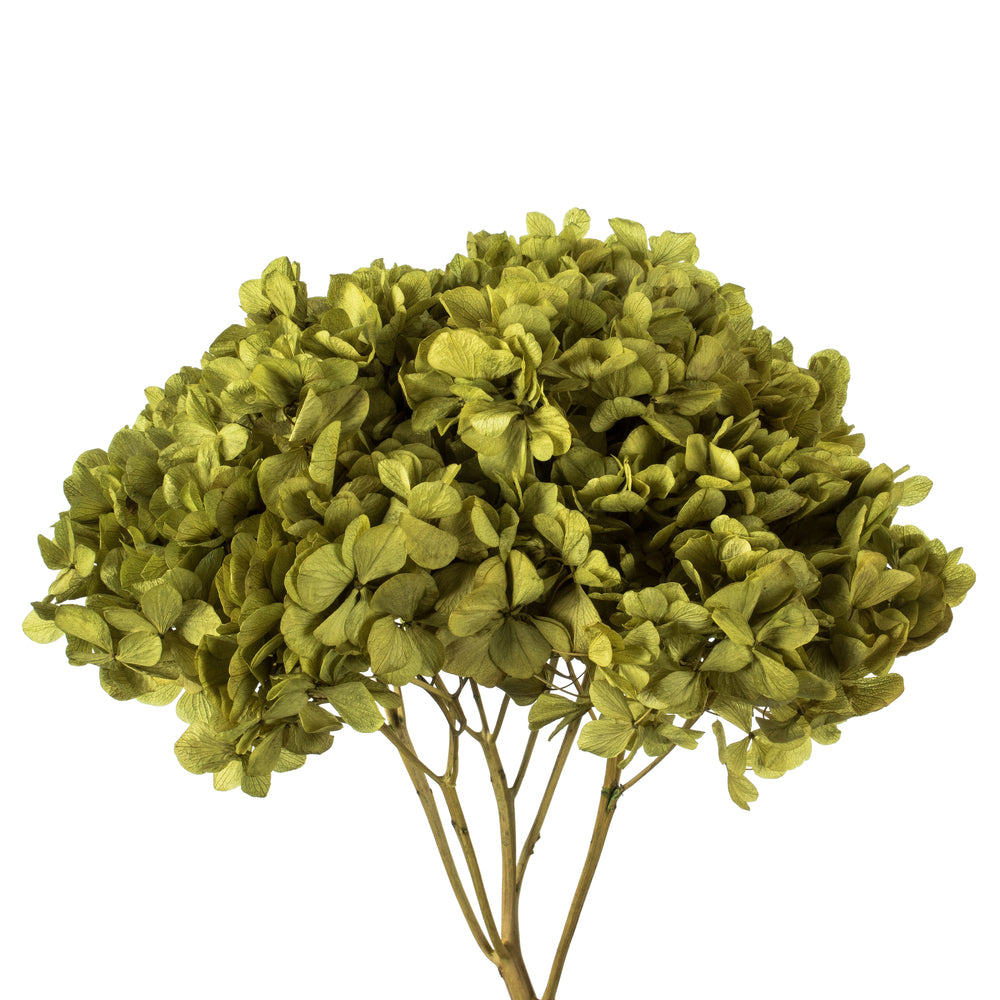 15" Hydrangea Stem