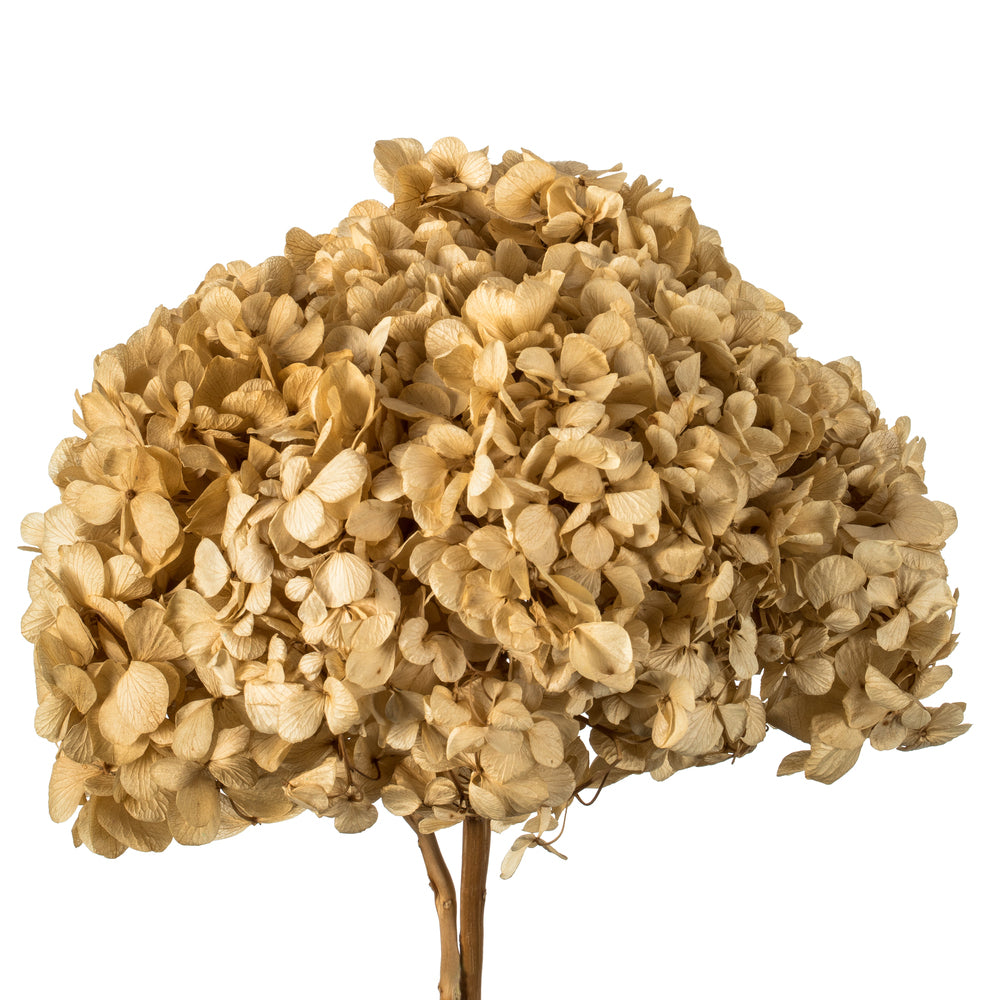 15" Hydrangea Stem