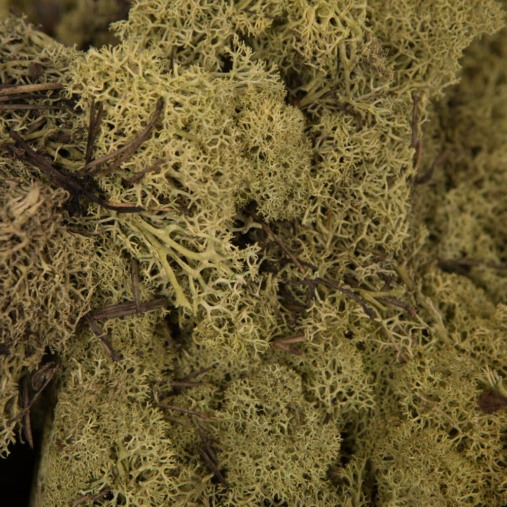 Natural Preserved Reindeer Moss