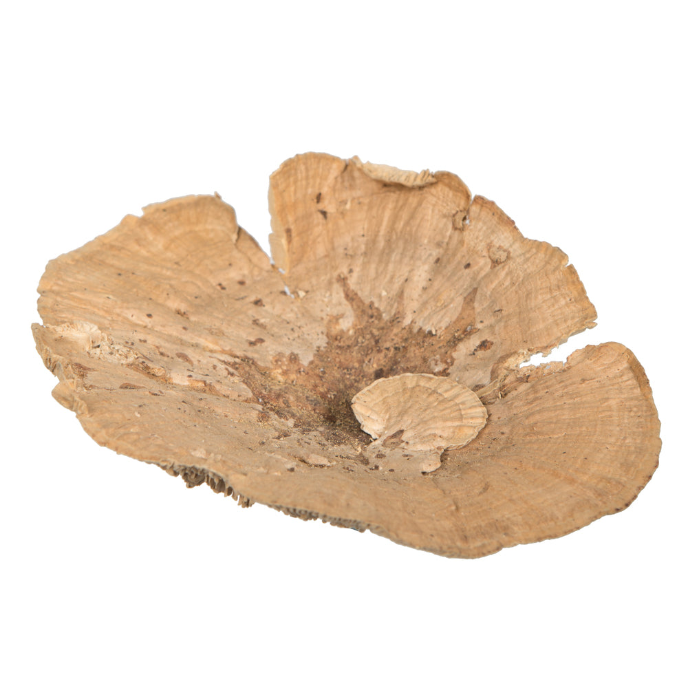 4"-6" Sponge Mushroom Med
