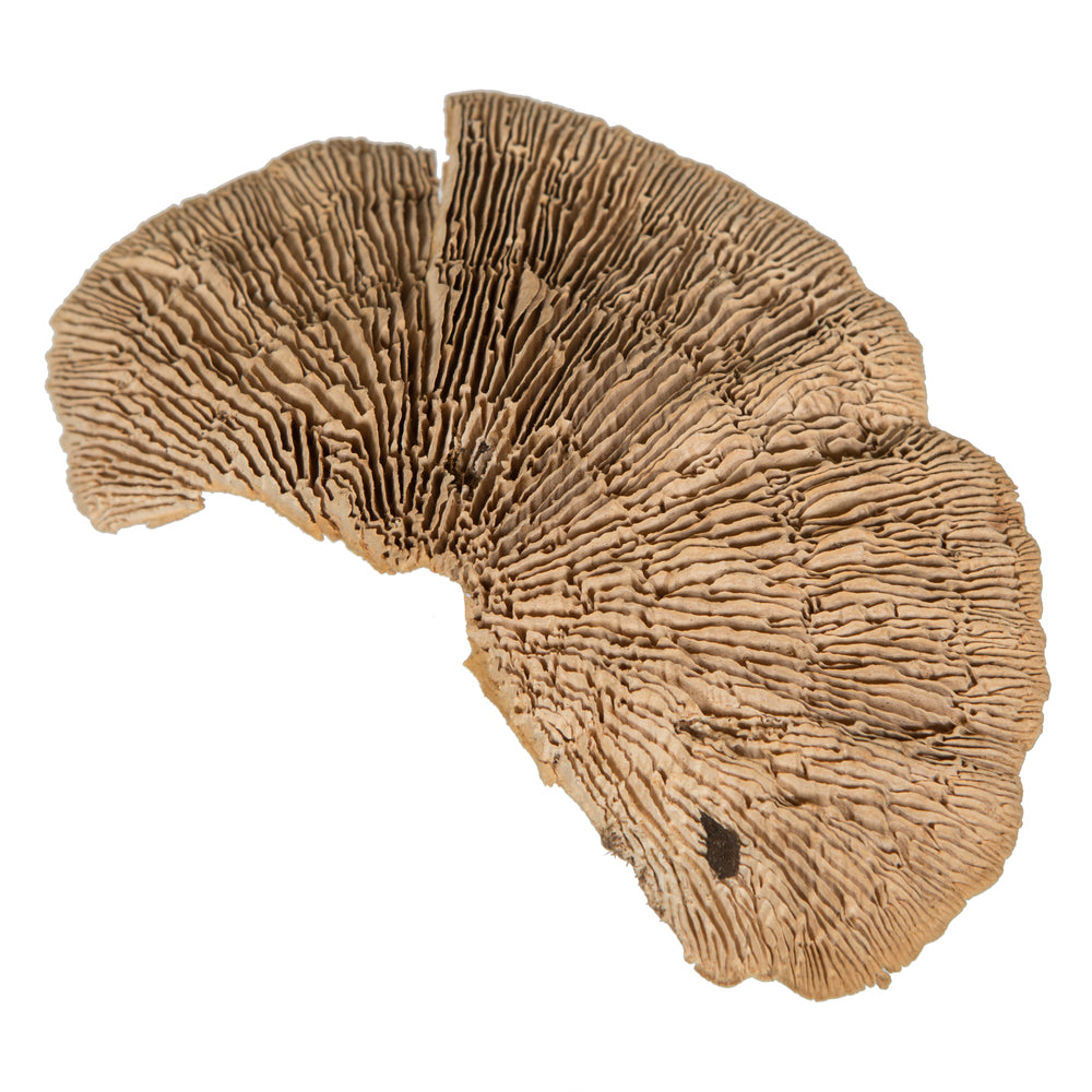 4"-6" Sponge Mushroom Med