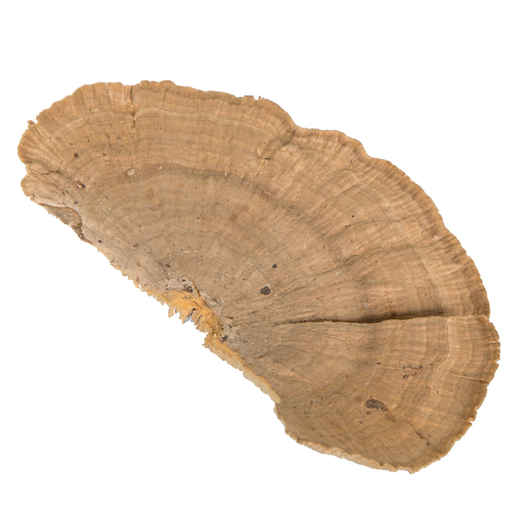 4"-6" Sponge Mushroom Med