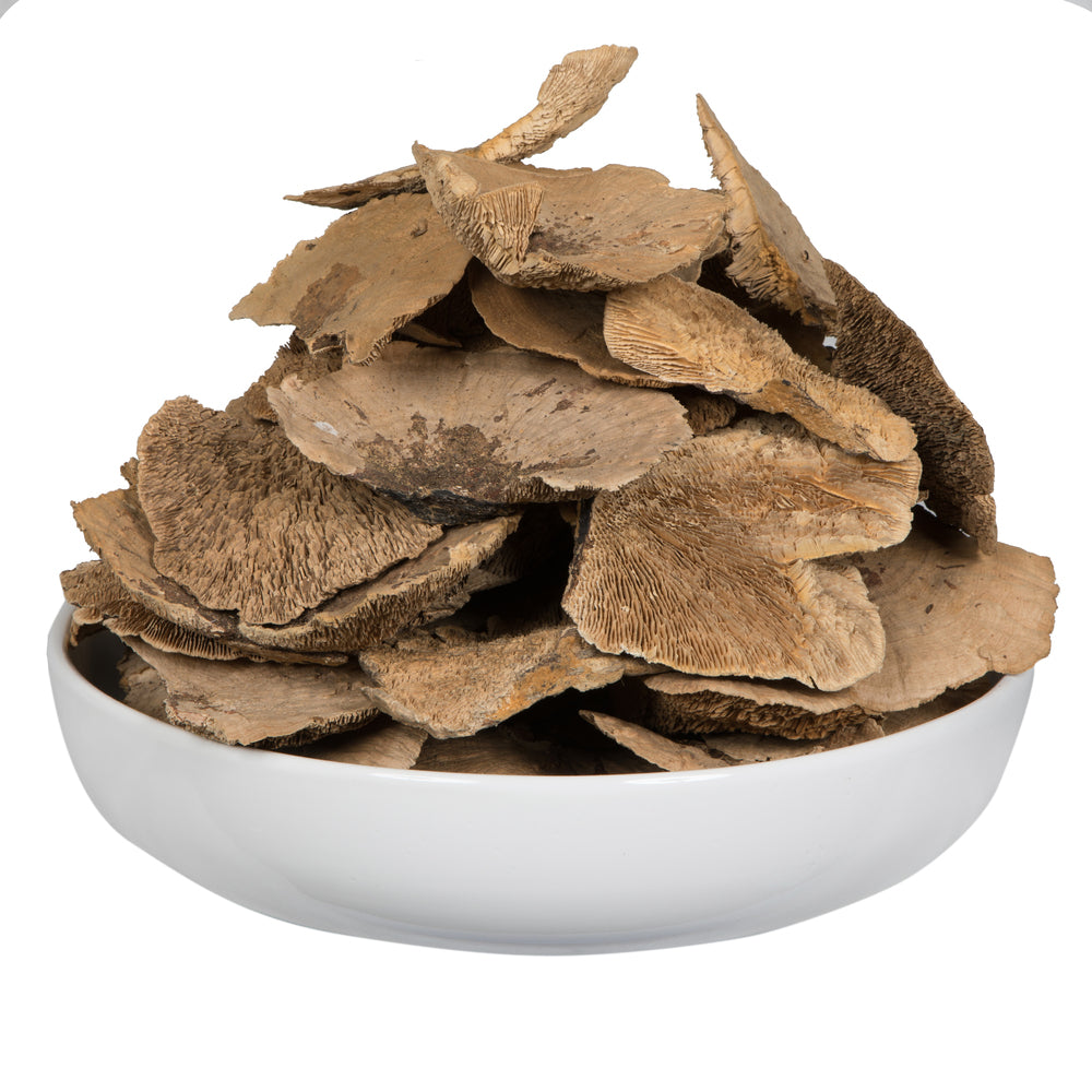 4"-6" Sponge Mushroom Med