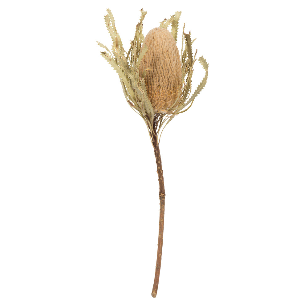 15-18" x 3" Banksia Prionote Stem