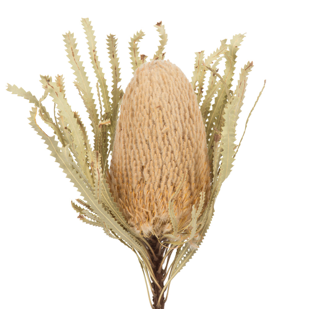 15-18" x 3" Banksia Prionote Stem