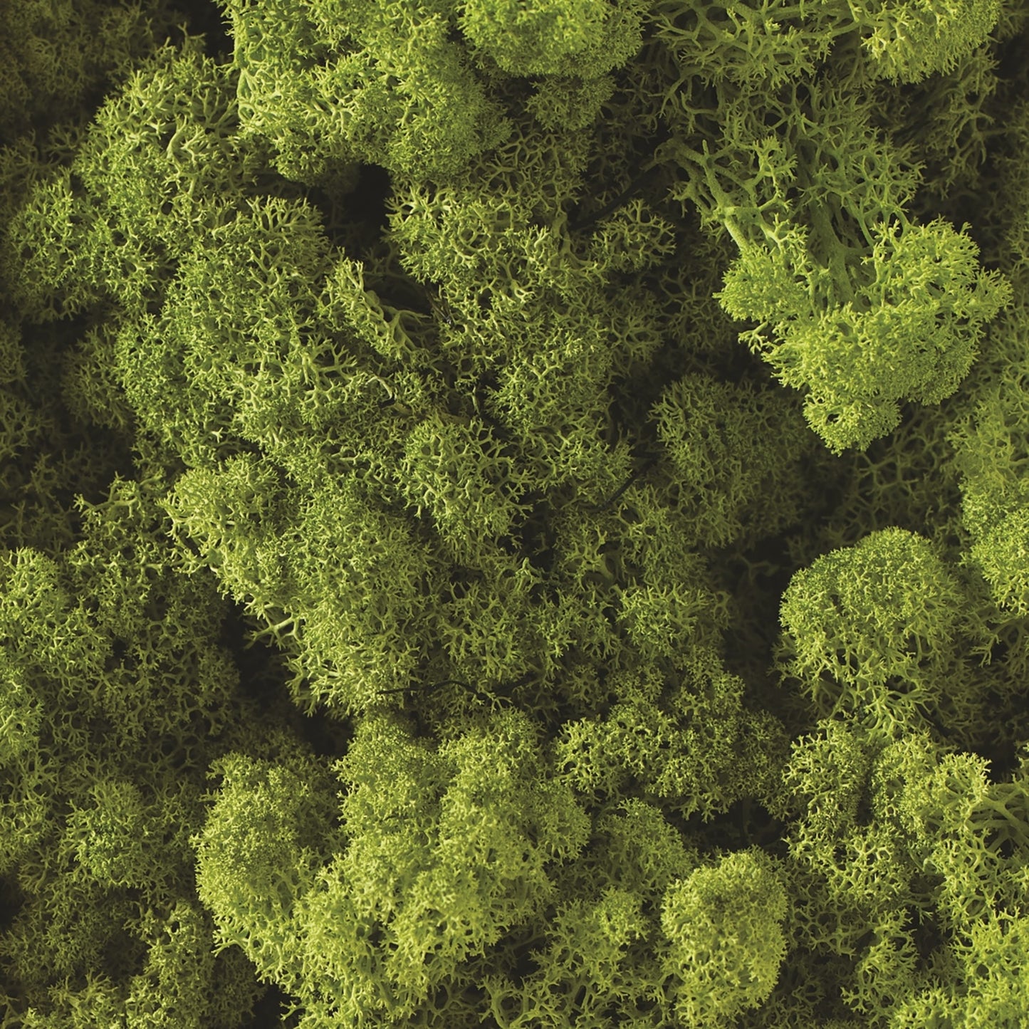 Soft and natural Reindeer Moss is the classic and best-selling accessory you will reach for time and again for all your Terrarium design or plant and floral design needs.