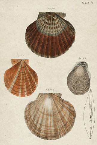 Shell Sketch No15