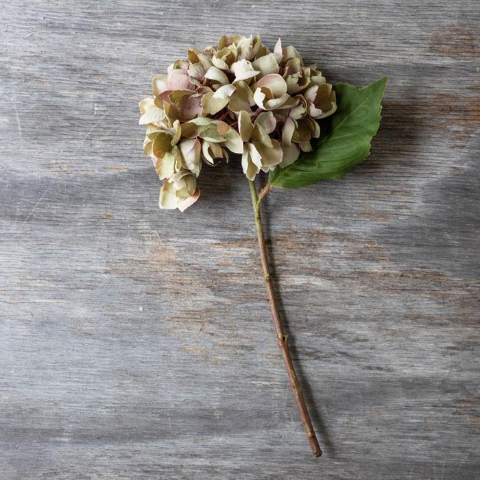 HYDRANGEA DUSK STEM