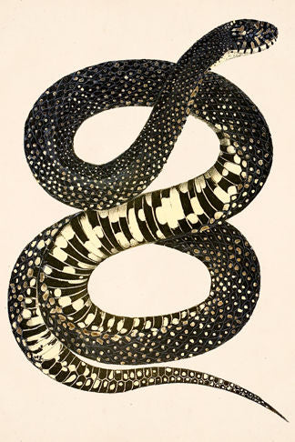 Coiled Snake - Black and White Spots Artwork