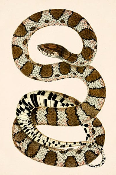 Coiled Snake - White with Brown Spots