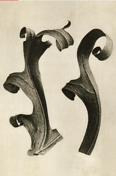 Two Curled Black Leaves Artwork
