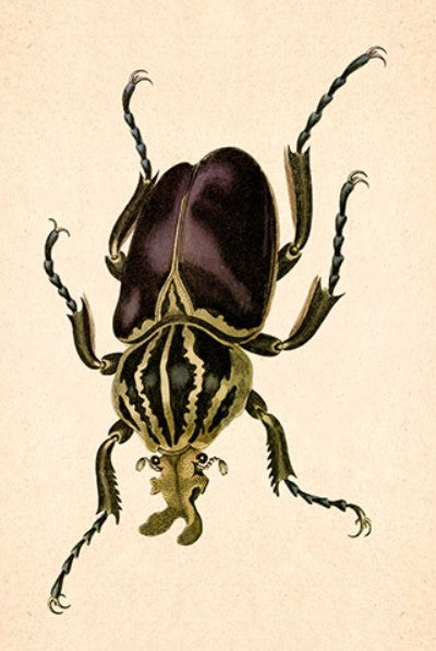 Black & Yellow Beetle Artwork