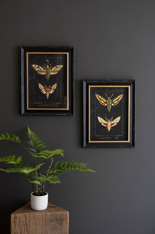 Framed Moth Prints Under Glass