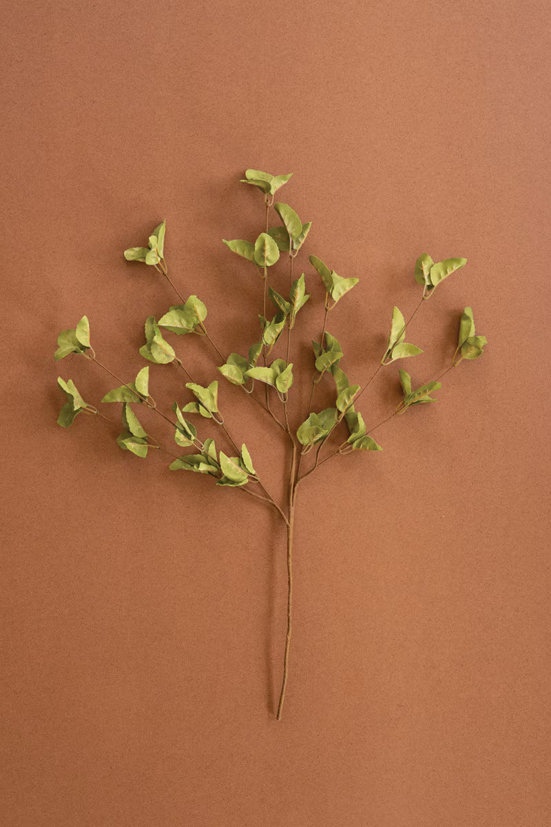 Botanica #9035