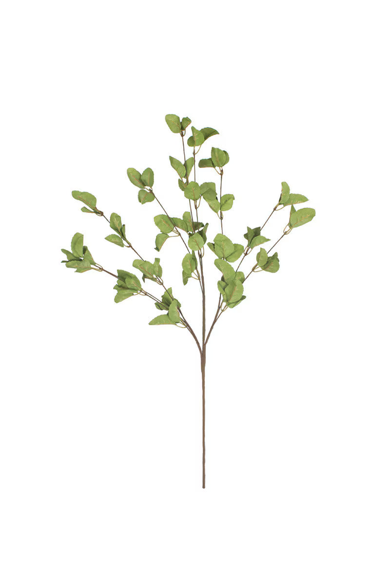 Botanica #9035