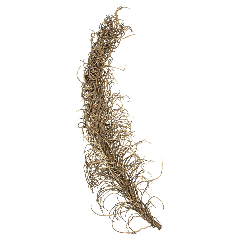 Natural Medusa Branch