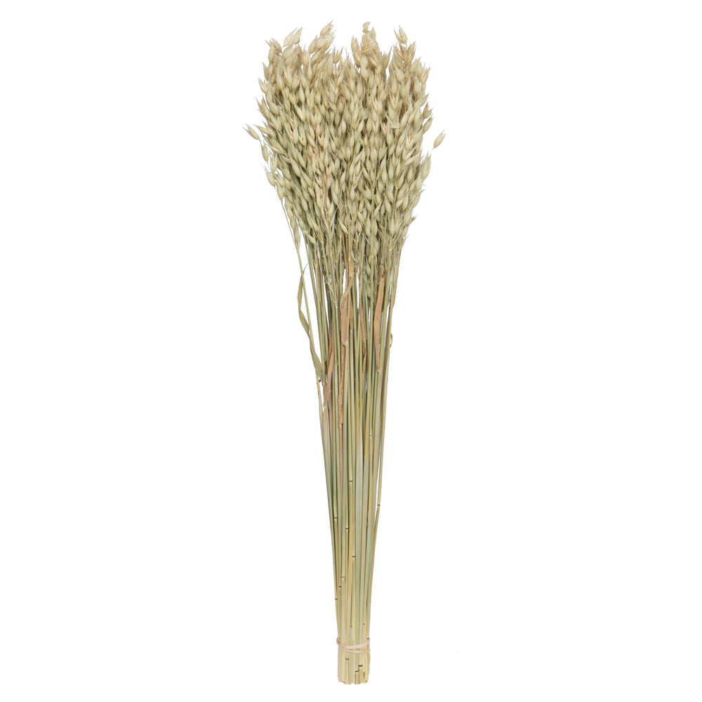 24-26" Natural Dried Avena Oats
