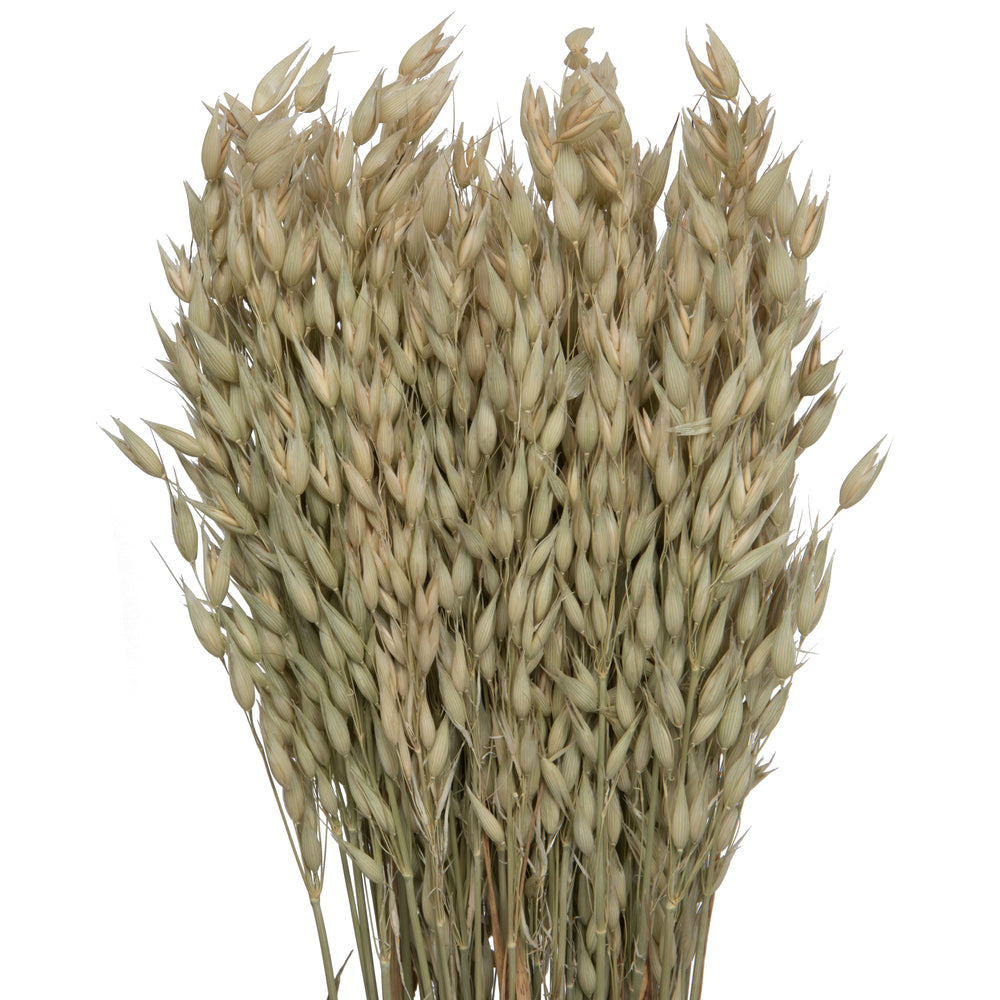 24-26" Natural Dried Avena Oats