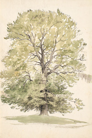 Green Tree Sketch Print