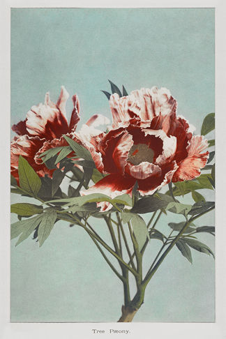 Tree Peony 2 Print