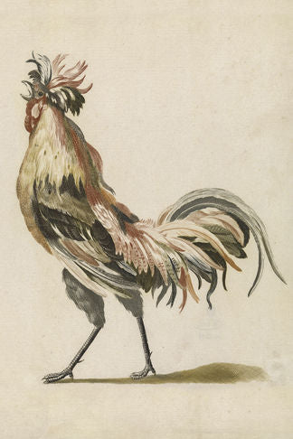 Lone Rooster Print